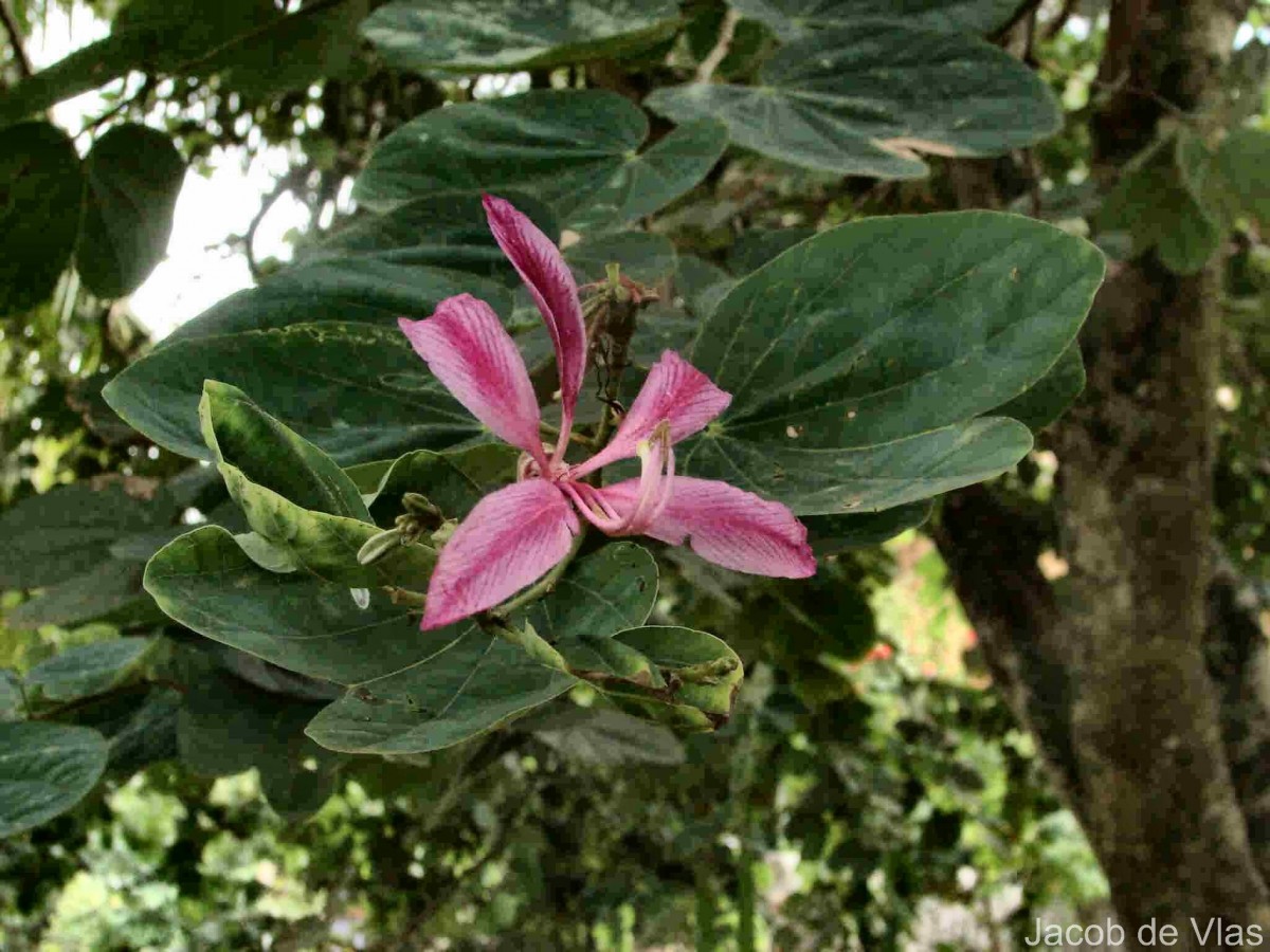 Bauhinia purpurea L.